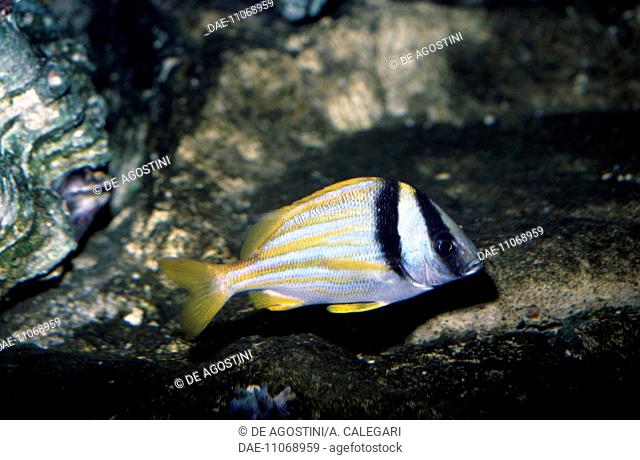 Porkfish (Anisotremus virginicus), Haemulidae, in aquarium