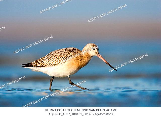 Bar-tailed Godwit foraging at the beach, Bar-tailed Godwit, Limosa lapponica