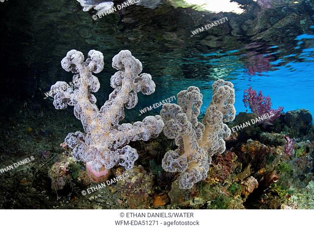 Soft Corals in shallow water, Dendronephthya mucronata, Rhizophora sp., Raja Ampat, West Papua, Indonesia