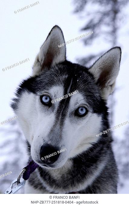 Siberian Husky used for sled dogs inside Riisitunturi national park, Lapland, Finland