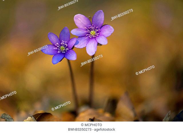 Hepatica liverleaf, American liverwort (Hepatica nobilis, Anemone hepatica), blooming, Germany