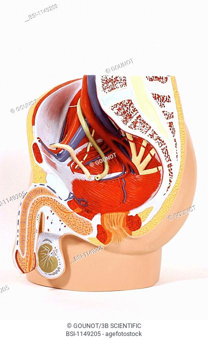 Model of the internal anatomy of an adult male pelvis median section. The withdrawal of the digestive organs and the internal genitalia make it possible to view...