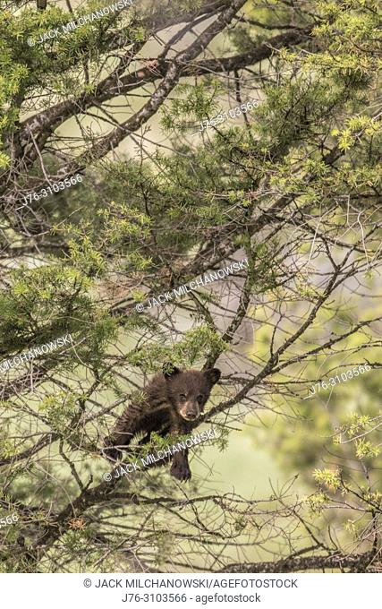 Black Bear (Ursus americanus). Yellowstone National Park, USA