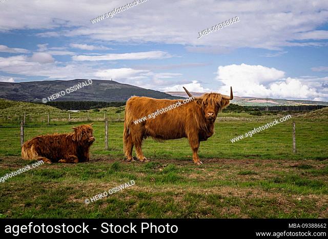 Scottish Highland Cattle, Highland Cattle, Scotland, United Kingdom, Europe