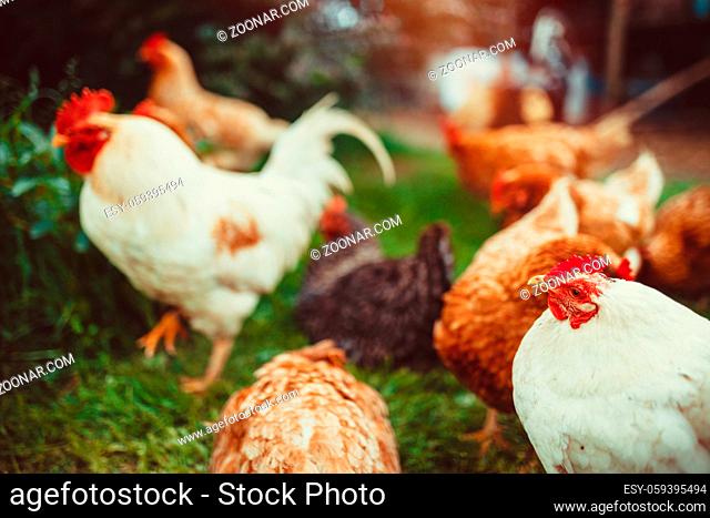 A small flock of mixed free-range chickens feeding outdoors
