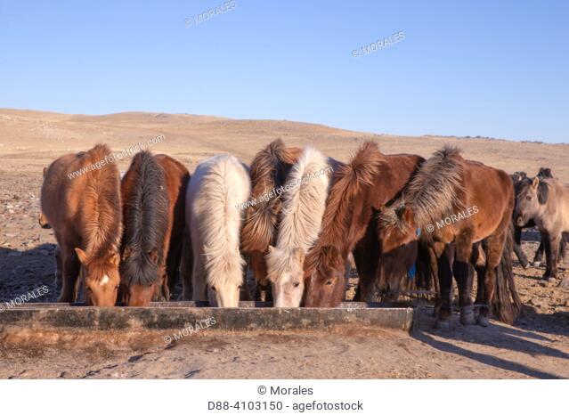 Asie, Mongolie, Est de la Mongolie, Steppe, groupe de chevaux buvant dans la steppe / Asia, Mongolia, East Mongolia, group of horses drinking in the steppe