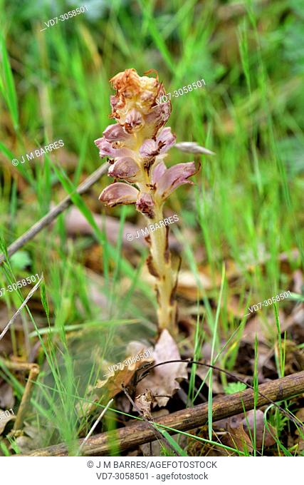 Greater broomrape (Orobanche rapum-ginestae) is a parasite plant native to Eurosiberian region. This photo was taken in Arribes del Duero Natural Park