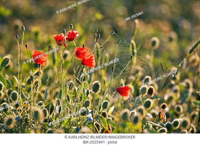 Corn poppies, red poppies (Papaver rhoeas) and a spider web, Tuscany, Italy, Europe