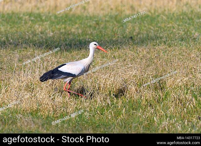 White stork foraging in a meadow, Ciconia ciconia, spring, Hesse, Germany