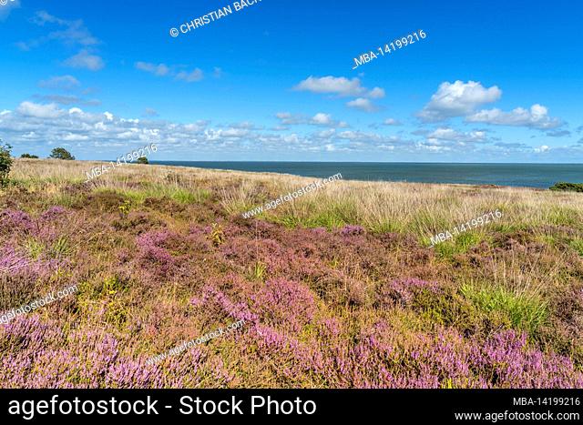 Heath overlooking the Wadden Sea, Kampen, Sylt Island, Schleswig-Holstein, Germany