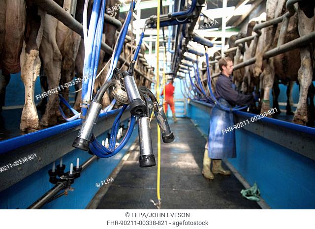 Dairy farming, cluster unit in milking parlour with Holstein cows, Preston, Lancashire, England, september