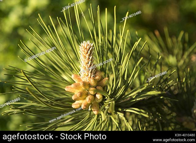 Immature male or pollen of a pine tree, conesEure-et-Loir department, Centre-Val-de-Loire region, France, Europe