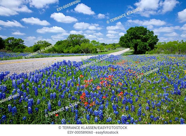 Large display of roadside bluebonnets in hill country near Mason, Texas, USA