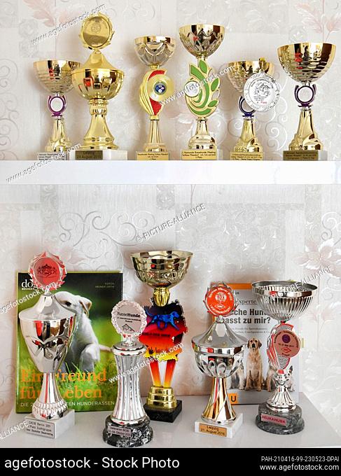 13 April 2021, Saxony, Leipzig: Many trophies for her dogs are on a shelf at breeder and animal trainer Bettina Krist. Krist, who trained as a gem cutter