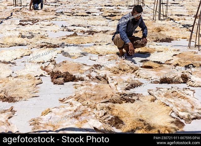 20 July 2023, Syria, Azmarin: Syrian workers dry out cattle hides at a workshop for tanning and natural leather production in the Syrian village of Azmarin