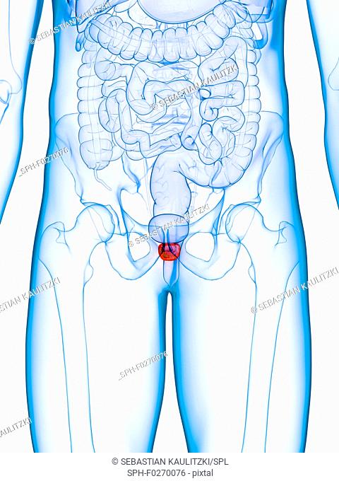 Inflamed prostate, computer illustration