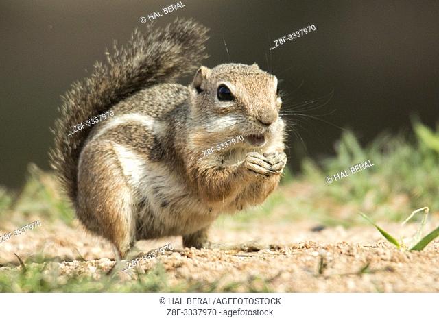 Harris Ground Squirrel eating (Ammonspermophilus harrisii) Southern Arizona