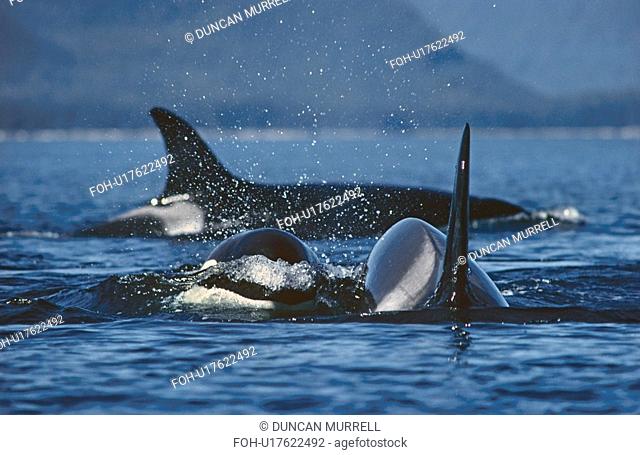 Killer whale Orcinus orca. S. E. Alaska