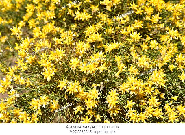 Bolina (Genista umbellata) is a shrub native to Spain, Morocco and Algeria. This photo was taken in Las Alpujarras, Sierra Nevada National Park