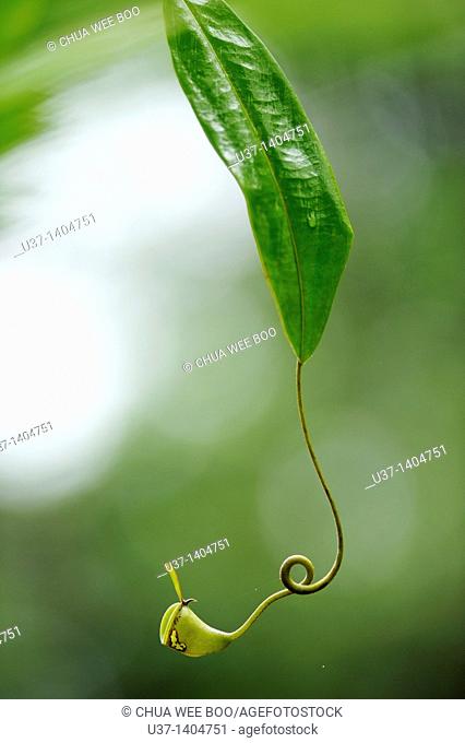 Nepenthes pitcher plant. Semengoh Wildlife Centre, Kuching, Sarawak, Malaysia