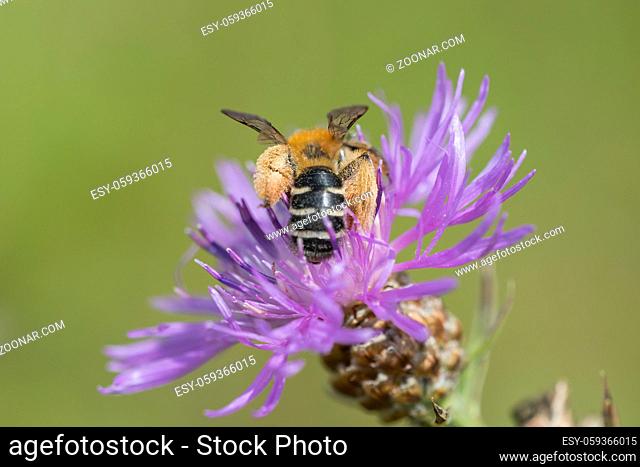 Hosenbiene Weibchen, Dasypoda hirtipes, Female Pantalon bee