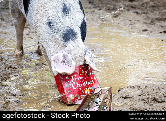 20 December 2022, Lower Saxony, Hanover: A Bentheimer Landschwein examines a Christmas bag filled with food in its enclosure at Hannover Adventure Zoo