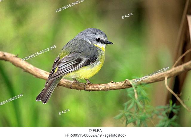 Yellow-bellied Robin Eopsaltria flaviventris adult, perched on twig, captive