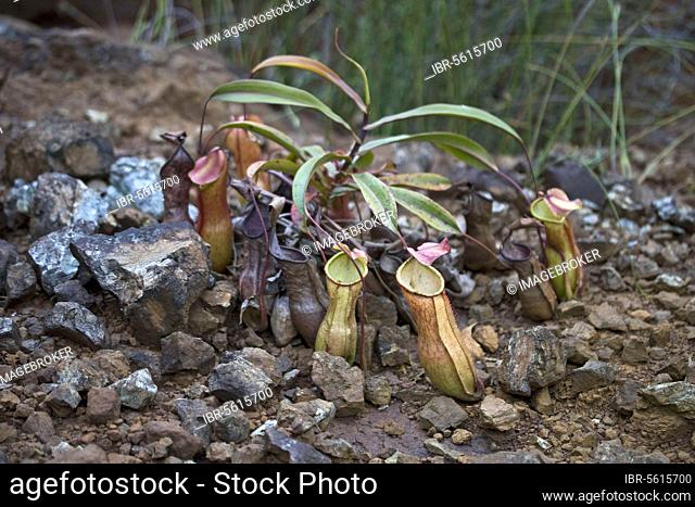 Pitcher Plant, Palawan Pitcher Plant (Nepenthes philippinensis) growing amongst stones, Palawan Island, Philippines, Asia