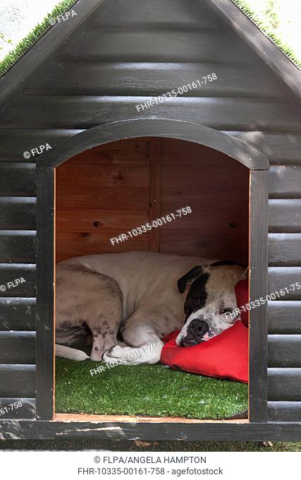 Domestic Dog, Old Tyme Bulldog, resting in kennel, England, august