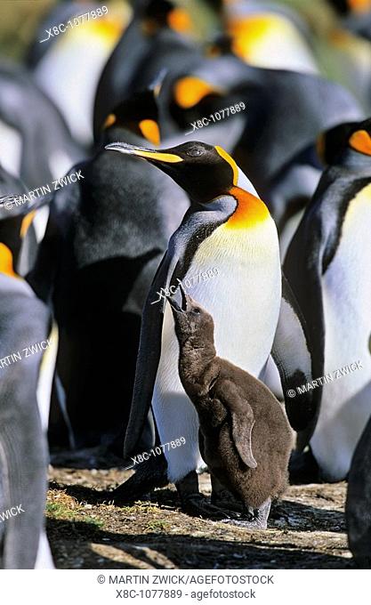 King Penguin Aptenodytes patagonica chick is begging for food and is fed subsequently in the colony at Volunteer Point on the Falkland Islands  Antarctica