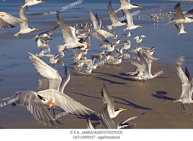 Flock of Sandwich and Royal Terns Sterna maxima in Flight Fort Myers beach Florida USA