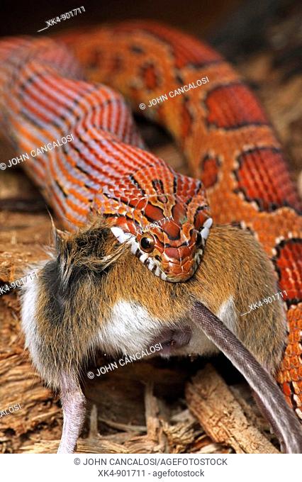 Corn Snake (Pantherophis guttatus) eating a mouse, captive. Formerly Elaphe guttata - Native to southeastern United States - One of the most common pet snakes...
