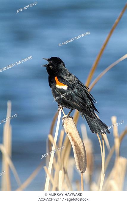 Red-winged Blackbird (Agelaius phoeniceus) Sitting on reeds, in the sunlight, calling. Frank Lake, Alberta, Canada