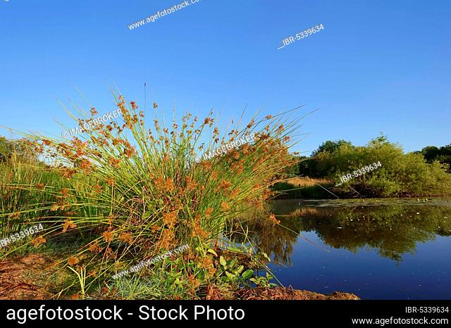 Common Rush (Juncus effusus), North Rhine-Westphalia, Germany, Soft Rush, Juncaceae, Europe