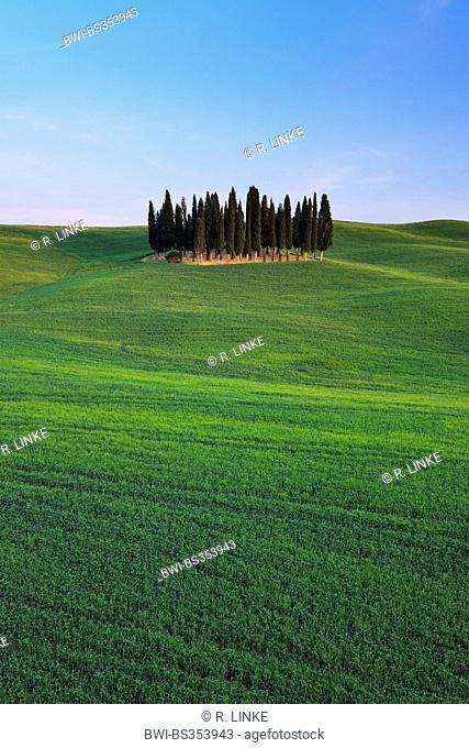 Italian cypress (Cupressus sempervirens), grove in a wide field landscape, Italy, Tuscany, Val d' Orcia, San Quirico d' Orcia