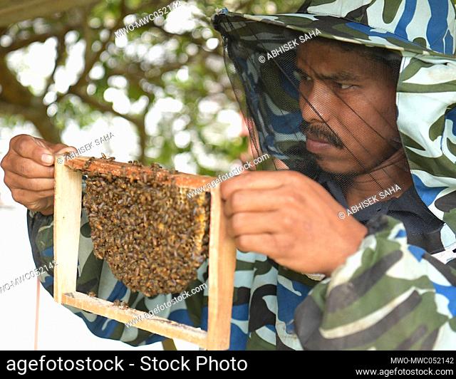 A worker checking a honey beehive box at the college of agriculture on the outskirts of Agartala. A beehive is an enclosed structure in which some honey bee...