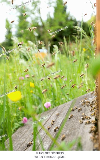 Germany, Baden-Wuerttemberg, Ueberlingen, bee swarm at bee box