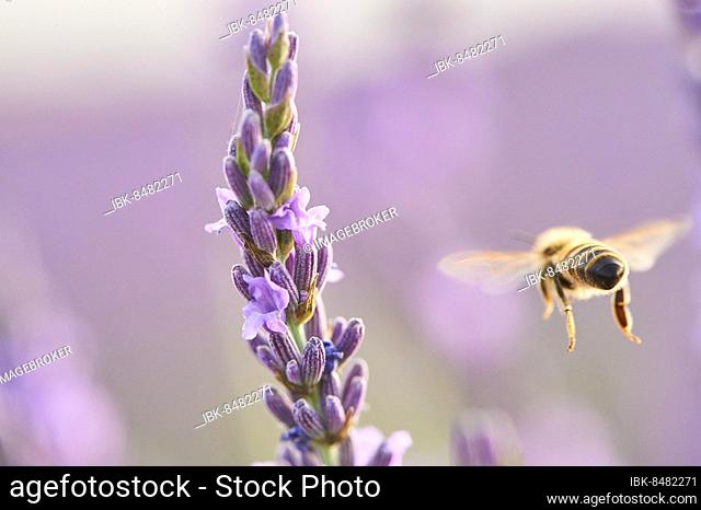 European honey bee (Apis mellifera) flying to a true lavender (Lavandula angustifolia) blossom in a field near Valensole, Provance, France, Europe