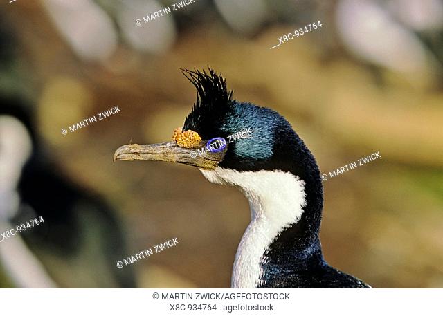 Imperial Shag or King Shag Phalacrocorax atriceps albiventer on the Falkland Islands, portrait during breeding season  the yellow knob will fade away after the...