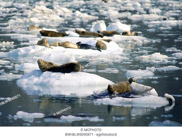 harbor seal, common seal Phoca vitulina, resting on ice floes, USA, Alaska, Glacier Bay National Park