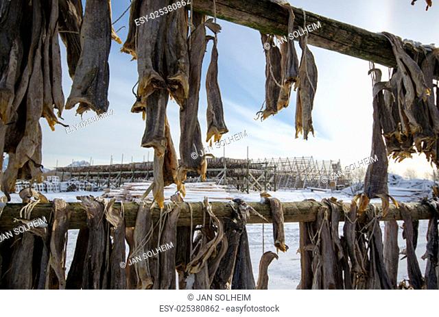A flake filled with cod, hanging to dry. Svolvaer, March 2015