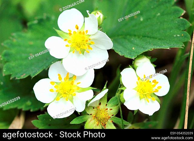 strawberries Fragaria are growing in the forest