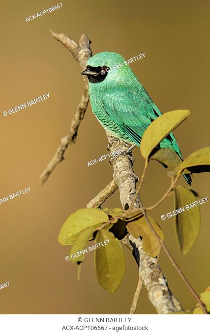 Swallow Tanager (Tersina viridis) perched on a branch in the Pantanal region of Brazil