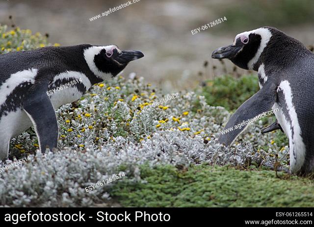 Magellanic penguins (Spheniscus magellanicus) face to face. Otway Sound and Penguin Reserve. Magallanes Province. Magallanes and Chilean Antarctic Region