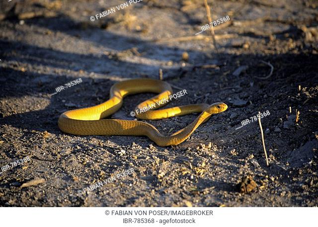 Cape Cobra (Naja nivea), Central Kalahari Game Reserve, Botswana, Africa