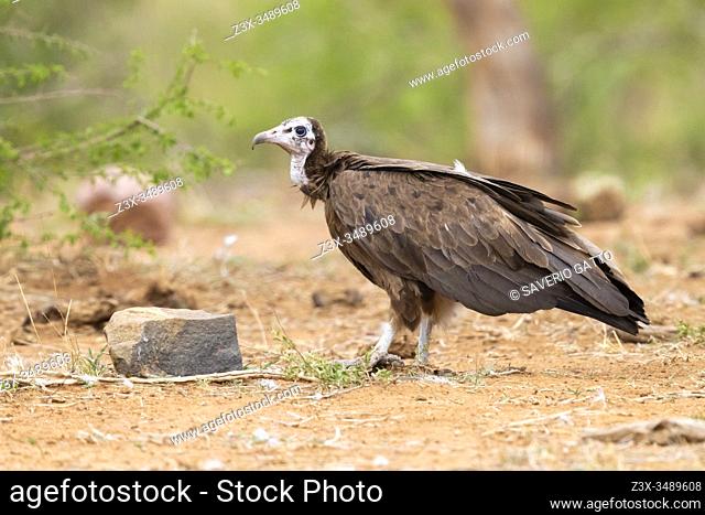 Hooded Vulture (Necrosyrtes monachus), side view of a juvenile standing on the ground, Mpumalanga, South Africa