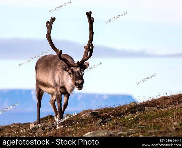 Svalbard reindeer male with antlers walking on the tundra in Bjorndalen with mountains in the background, Longyearbyen Svalbard