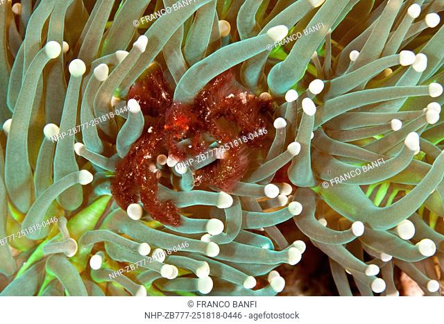 Orang-utan crab, Achaeus japonicus on anemones, Halmahera, Moluccas Sea, Indonesia, Pacific Ocean
