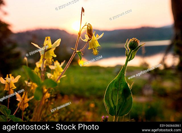 Beautiful wildflowers on a green meadow in summer season. Natural background