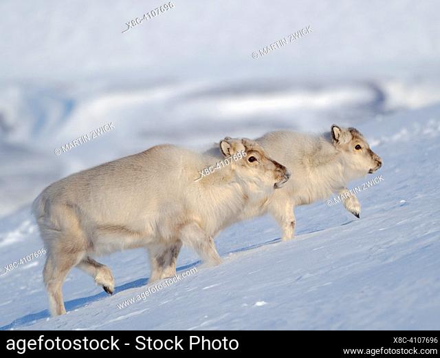 Female Svalbard Reindeer (Rangifer tarandus platyrhynchus) in Groenfjorden, an endemic subspecies of Reindeer, which lives only in Svalbard and never was...